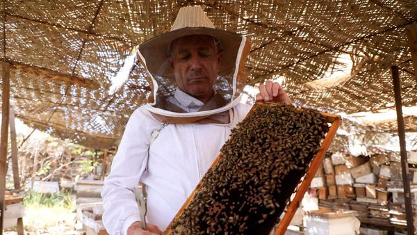 Peternak Lebah Irak Terancam Krisis Air, Produksi Madu Anjlok