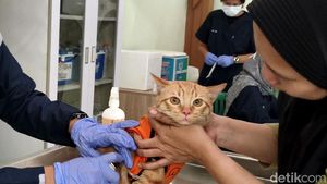 Gemasnya Melihat Kucing Dapat Vaksin Rabies Massal di Sidoarjo