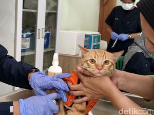 Gemasnya Melihat Kucing Dapat Vaksin Rabies Massal di Sidoarjo Gemasnya Melihat Kucing Dapat Vaksin Rabies Massal di Sidoarjo