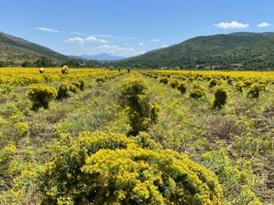 Teknologi Fitoekstraksi: Panen Nikel di Ladang Bunga?