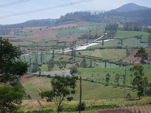 Mengenal Agroforestri, Cara Mencegah Erosi dan Banjir di Pangalengan Mengenal Agroforestri, Cara Mencegah Erosi dan Banjir di Pangalengan