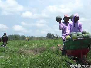 Manisnya Semangka Madrid Bikin Petani Lumajang Cuan Ratusan Juta Manisnya Semangka Madrid Bikin Petani Lumajang Cuan Ratusan Juta