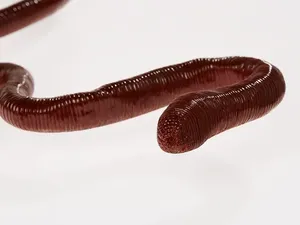 Cacing Tanah Terbesar di Bumi Bisa Tumbuh hingga 3 Meter