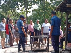 2 Pekan Teror Warga, Monyet Ekor Panjang Ditangkap di Ngemplak Klaten