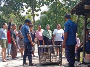 2 Pekan Teror Warga, Monyet Ekor Panjang Ditangkap di Ngemplak Klaten 2 Pekan Teror Warga, Monyet Ekor Panjang Ditangkap di Ngemplak Klaten