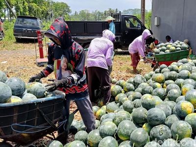 Musim Panen Semangka Madrid di Lumajang