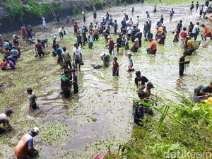 Serunya Warga Ikut Tradisi Buka Tetek di Embung Cueran Klaten