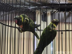 20 Burung Perkici Dada Merah Dipulangkan dari Inggris ke Bali