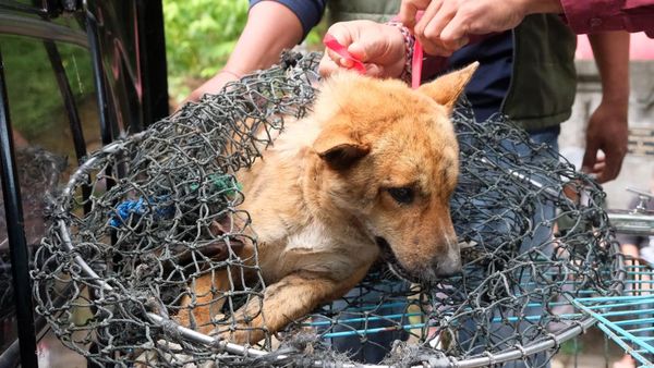 Evakuasi Anjing Liar di Tabanan Bali Usai Kasus Rabies