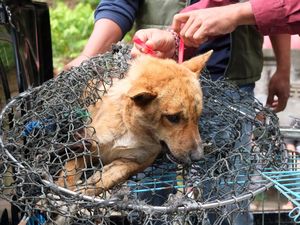 Evakuasi Anjing Liar di Tabanan Bali Usai Kasus Rabies Evakuasi Anjing Liar di Tabanan Bali Usai Kasus Rabies
