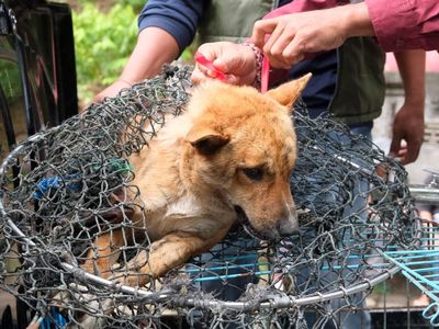 Evakuasi Anjing Liar di Tabanan Bali Usai Kasus Rabies