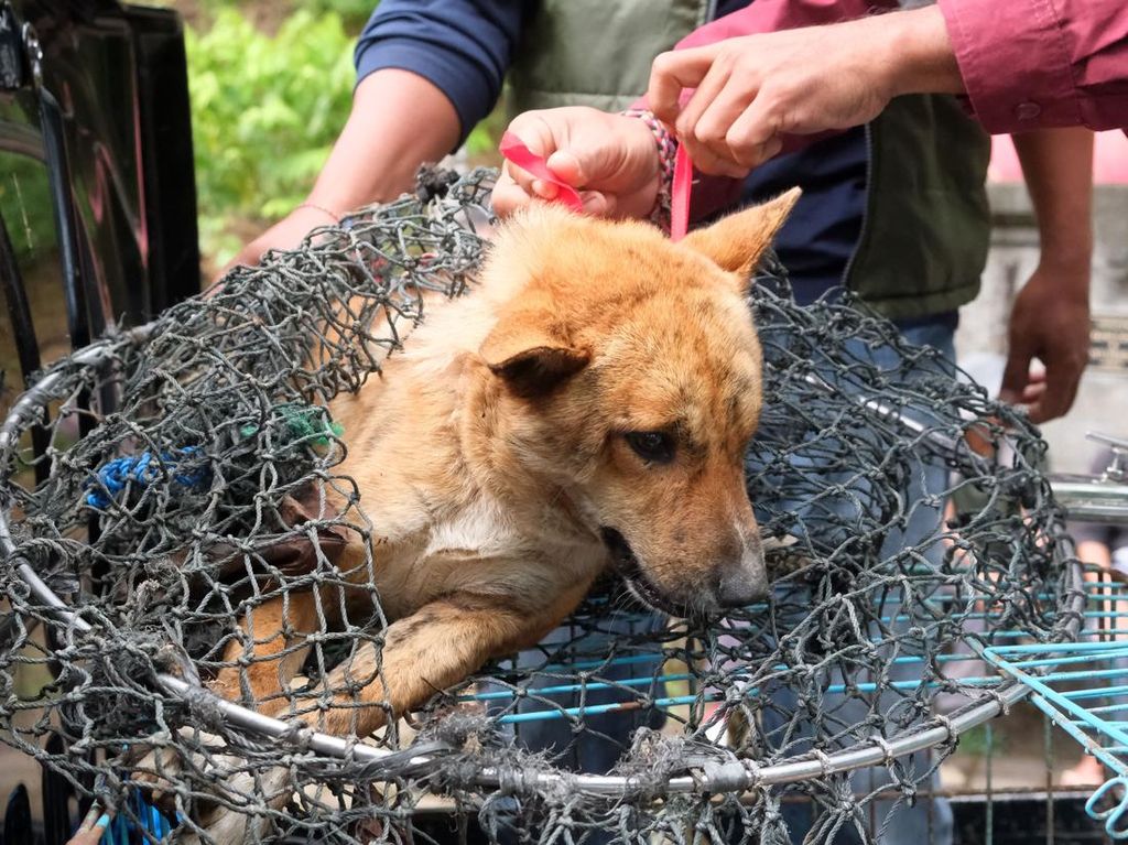 Evakuasi Anjing Liar di Tabanan Bali Usai Kasus Rabies Evakuasi Anjing Liar di Tabanan Bali Usai Kasus Rabies