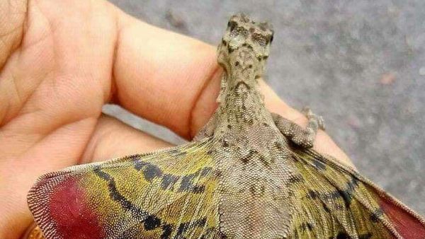 Bukan AI, Hewan-hewan Aneh Ini Benar Ada di Dunia Nyata Bukan AI, Hewan-hewan Aneh Ini Benar Ada di Dunia Nyata