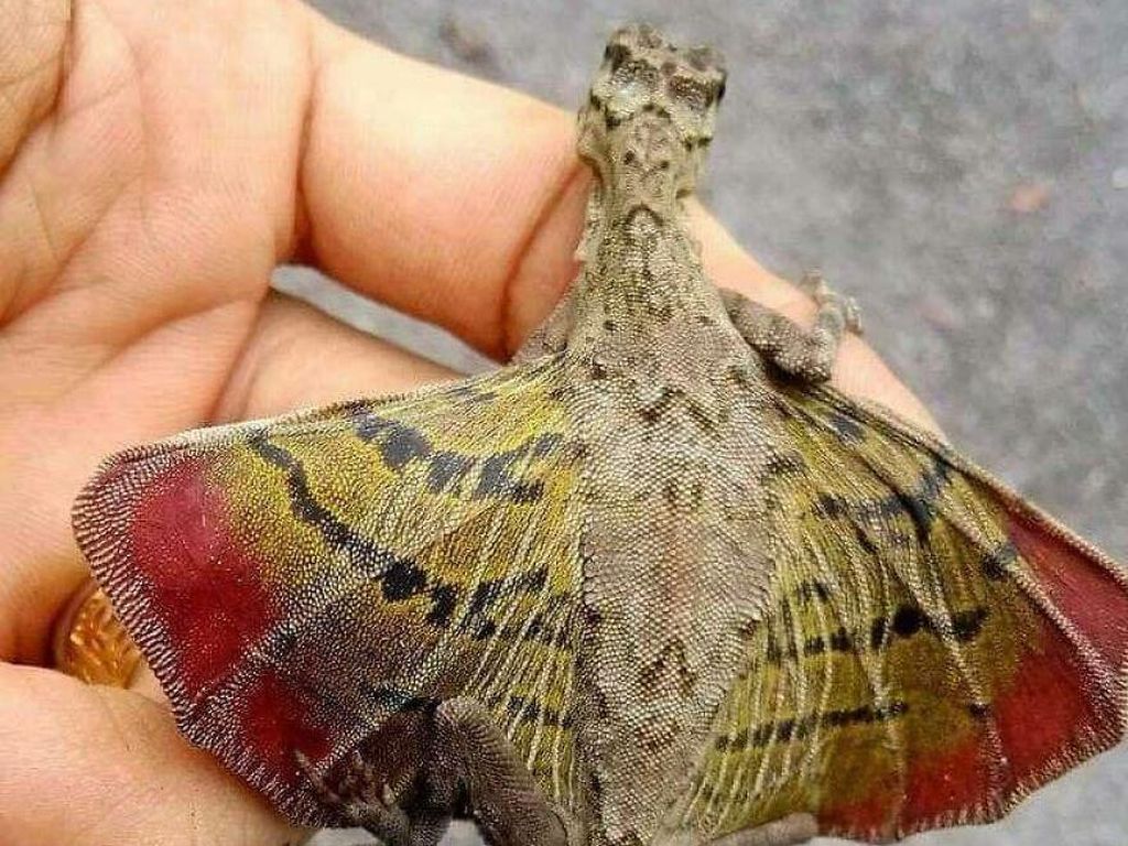 Bukan AI, Hewan-hewan Aneh Ini Benar Ada di Dunia Nyata Bukan AI, Hewan-hewan Aneh Ini Benar Ada di Dunia Nyata