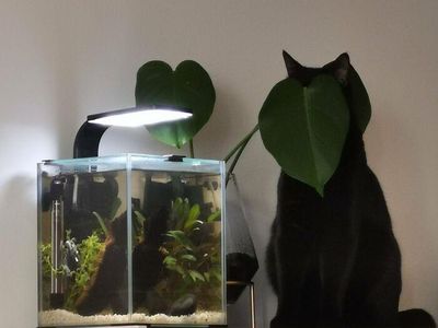 Kala Hewan Lucu Jadi Ninja, Ngumpet di Tempat Out of the Box