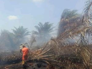 4 Hari Terbakar, Karhutla di Muara Enim-OKI Terjadi di Lahan Gambut 4 Hari Terbakar, Karhutla di Muara Enim-OKI Terjadi di Lahan Gambut