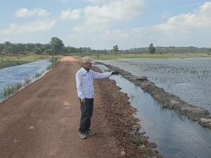Ratusan Hektar Sawah di Bangka Selatan Terendam Banjir Ratusan Hektar Sawah di Bangka Selatan Terendam Banjir