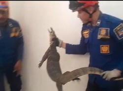 Bikin Kaget! Biawak 1,5 Meter Jatuh dari Plafon Rumah Warga Bogor