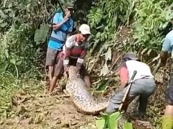 Mangsa Anak Sapi, Ular Piton 7 Meter Mati Ditebas Warga