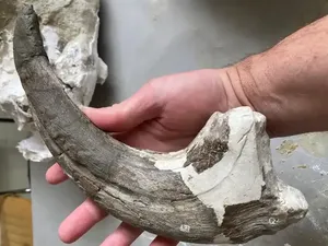 Joaquinraptor, Dinosaurus Baru Punya Cakar Seukuran Lengan Manusia