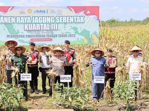1.000 Ton Jagung Dipanen dari Lahan Gambut Sei Tabuk 1.000 Ton Jagung Dipanen dari Lahan Gambut Sei Tabuk