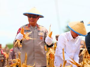 Sukacita Panen Raya Jagung di Tarakan
