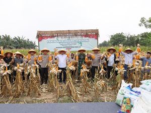 Dukung Ketahanan Pangan, Polda Banten Tanam Jagung di Lahan 1.772 Hektare Dukung Ketahanan Pangan, Polda Banten Tanam Jagung di Lahan 1.772 Hektare