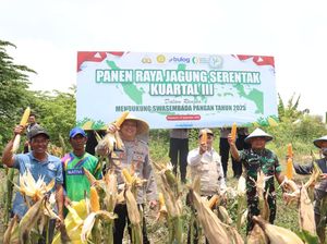 Polisi-Poktan Panen 2 Ton Jagung di Kota Mojokerto Polisi-Poktan Panen 2 Ton Jagung di Kota Mojokerto