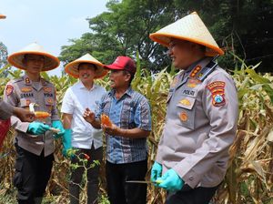 Polresta Malang Kota Panen Raya Jagung Serentak Kuartal III 2025 Polresta Malang Kota Panen Raya Jagung Serentak Kuartal III 2025