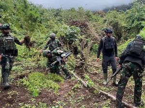 Satgas Pamtas RI-PNG Musnahkan 4 Kebun Ganja di Pegunungan Bintang Papua