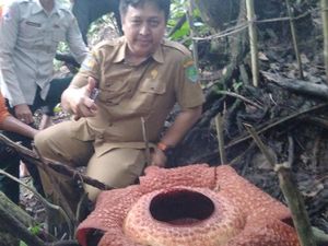 Cantiknya Raflessia Arnoldi di Jalan Liku Sembilan Tabah Penanjung Bengkulu Cantiknya Raflessia Arnoldi di Jalan Liku Sembilan Tabah Penanjung Bengkulu