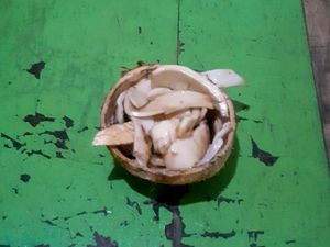 Penampakan Ewe Deet ala Kampung Kuta Ciamis Penampakan Ewe Deet ala Kampung Kuta Ciamis