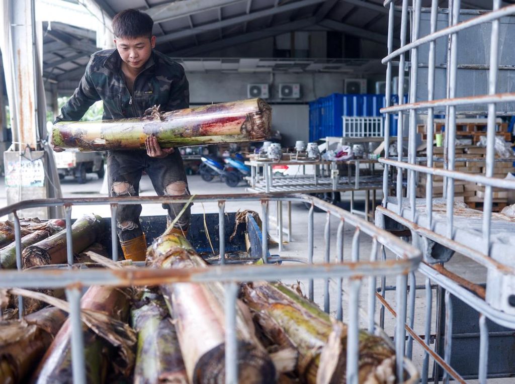 Inovasi Tekstil Berkelanjutan Taiwan, Serat Pisang Jadi Kain Modern Inovasi Tekstil Berkelanjutan Taiwan, Serat Pisang Jadi Kain Modern