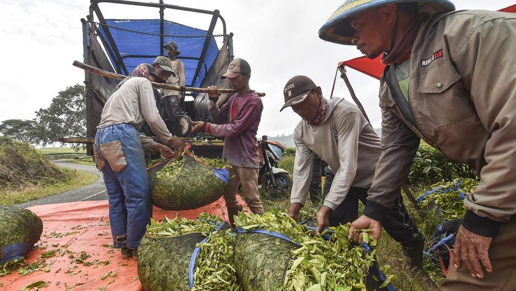 Intip Panen Teh Kayu Aro di Jambi, Produksi Capai 14 Ribu Ton Intip Panen Teh Kayu Aro di Jambi, Produksi Capai 14 Ribu Ton