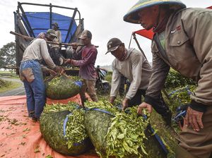 Intip Panen Teh Kayu Aro di Jambi, Produksi Capai 14 Ribu Ton Intip Panen Teh Kayu Aro di Jambi, Produksi Capai 14 Ribu Ton