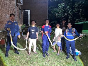 Geger 3 Ular Sanca-Cecak Masuk Permukiman Warga di Tanralili Maros Geger 3 Ular Sanca-Cecak Masuk Permukiman Warga di Tanralili Maros