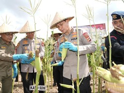 Dukung Swasembada Pangan, Kapolda Bali Panen Raya Jagung Serentak