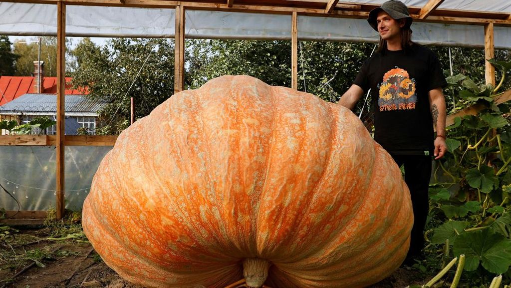 Penampakan Labu Raksasa yang Gegerkan Rusia, Beratnya Nyaris 1 Ton Penampakan Labu Raksasa yang Gegerkan Rusia, Beratnya Nyaris 1 Ton