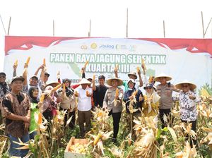Bersama Petani, Kapolres Kediri Ikut Panen Raya Jagung Kuartal III