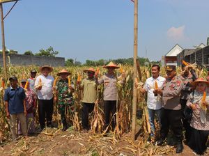 Polres Probolinggo Kota dan Poktan Kanigaran Gelar Panen Raya Jagung Polres Probolinggo Kota dan Poktan Kanigaran Gelar Panen Raya Jagung