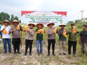 Dukung Ketahanan Pangan, Polres Siak Panen Setengah Ton Jagung Dukung Ketahanan Pangan, Polres Siak Panen Setengah Ton Jagung