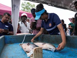 Seribu Pemancing Sri Lanka Berburu Predator Air Ikan Gabus Raksasa Seribu Pemancing Sri Lanka Berburu Predator Air Ikan Gabus Raksasa