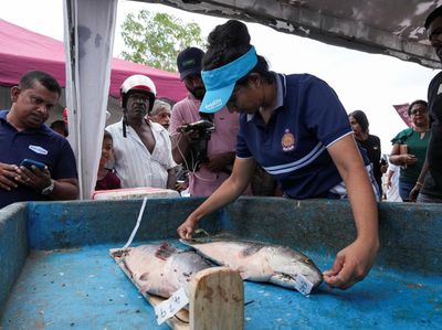 Seribu Pemancing Sri Lanka Berburu Predator Air Ikan Gabus Raksasa
