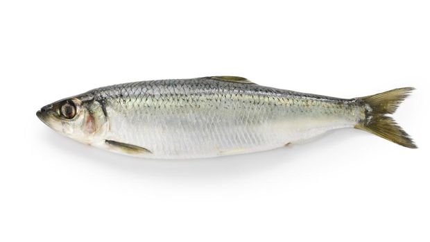 ikan bengkalis atau ikan herring