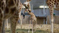 Langka! Bayi Jerapah Lahir di Kebun Binatang Paris, Pertama dalam Enam Tahun