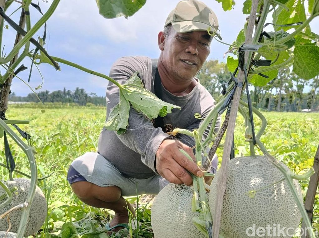 Lao Yin, Melon Super Manis yang Bikin Petani Lumajang Untung Besar Lao Yin, Melon Super Manis yang Bikin Petani Lumajang Untung Besar