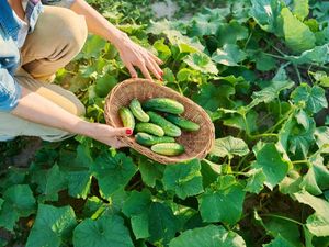 Mantan Perwira Banting Setir Jadi Petani, Panen 400 Kg Timun Per Hari