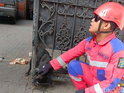 Momen Damkar Surabaya Evakuasi Anjing Kintamani Terjepit Pagar