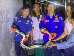 Kemunculan Tiba-tiba Ular Sanca di Bawah Lemari Rumah Warga Depok