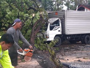 Hujan-Angin Landa Boyolali, Truk Ringsek Tertimpa Pohon Hujan-Angin Landa Boyolali, Truk Ringsek Tertimpa Pohon